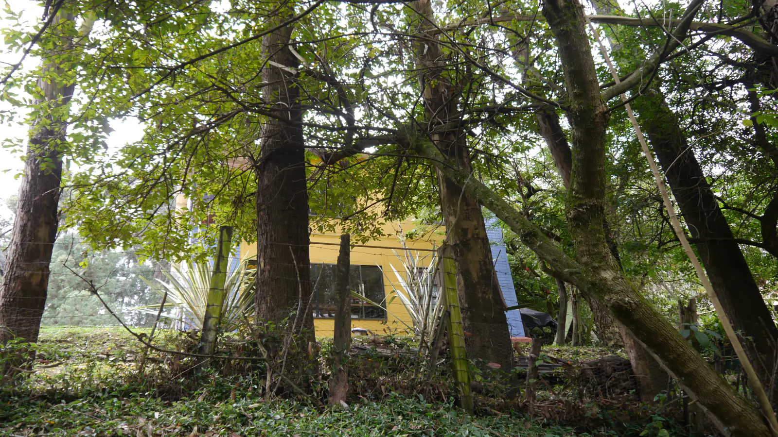 Equipo profesional de Eco Verde A&M realizando tala controlada de árbol por riesgo con equipos de seguridad